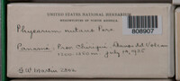 Physarum nutans image